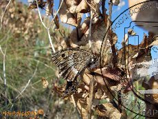 Бархатница аретуза 002